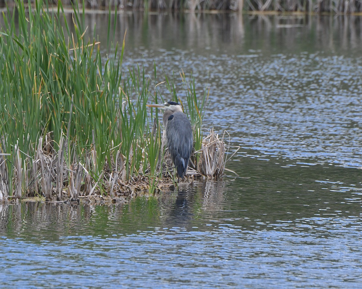 Great Blue Heron - Ted Wolff