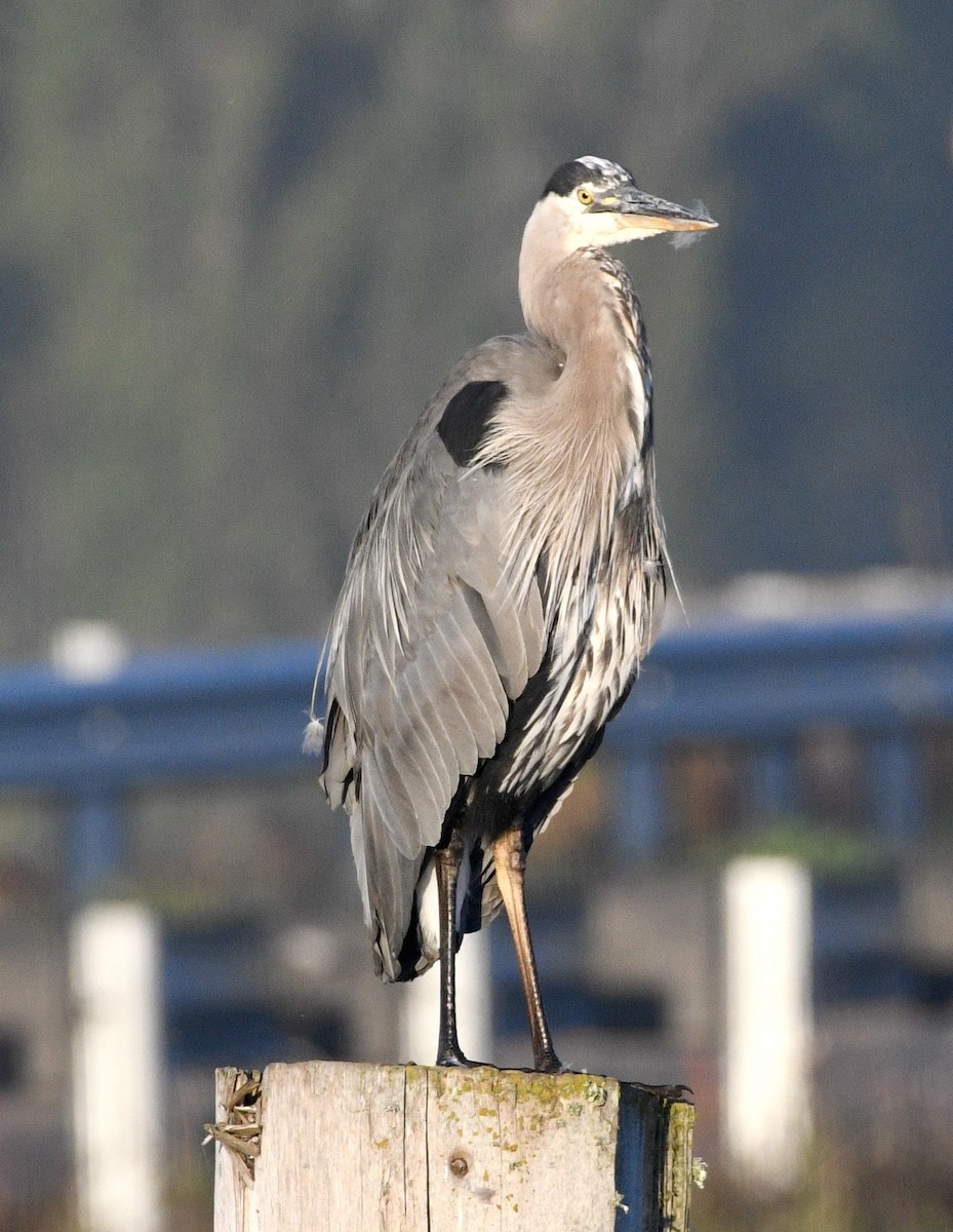 Great Blue Heron - John/Linda Mendoza