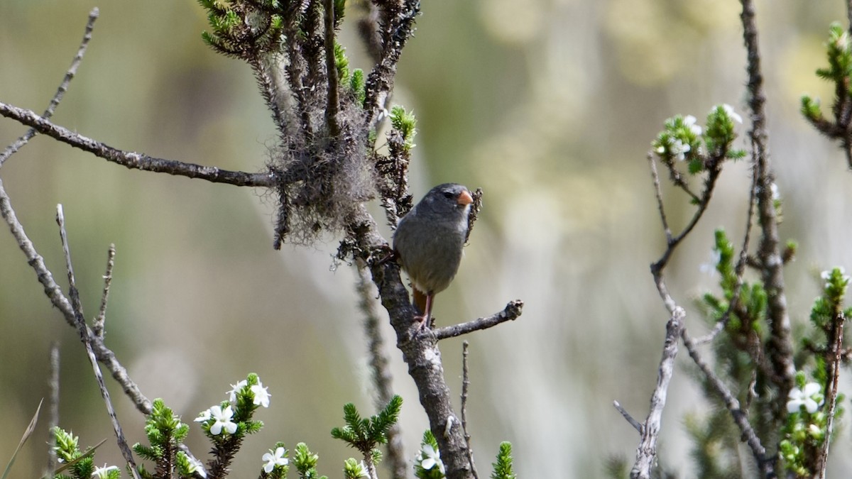 Plain-colored Seedeater - ML622166405