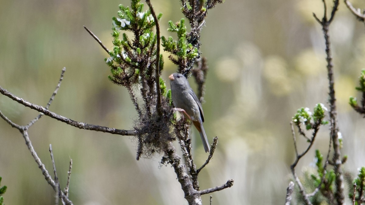 Plain-colored Seedeater - ML622166408