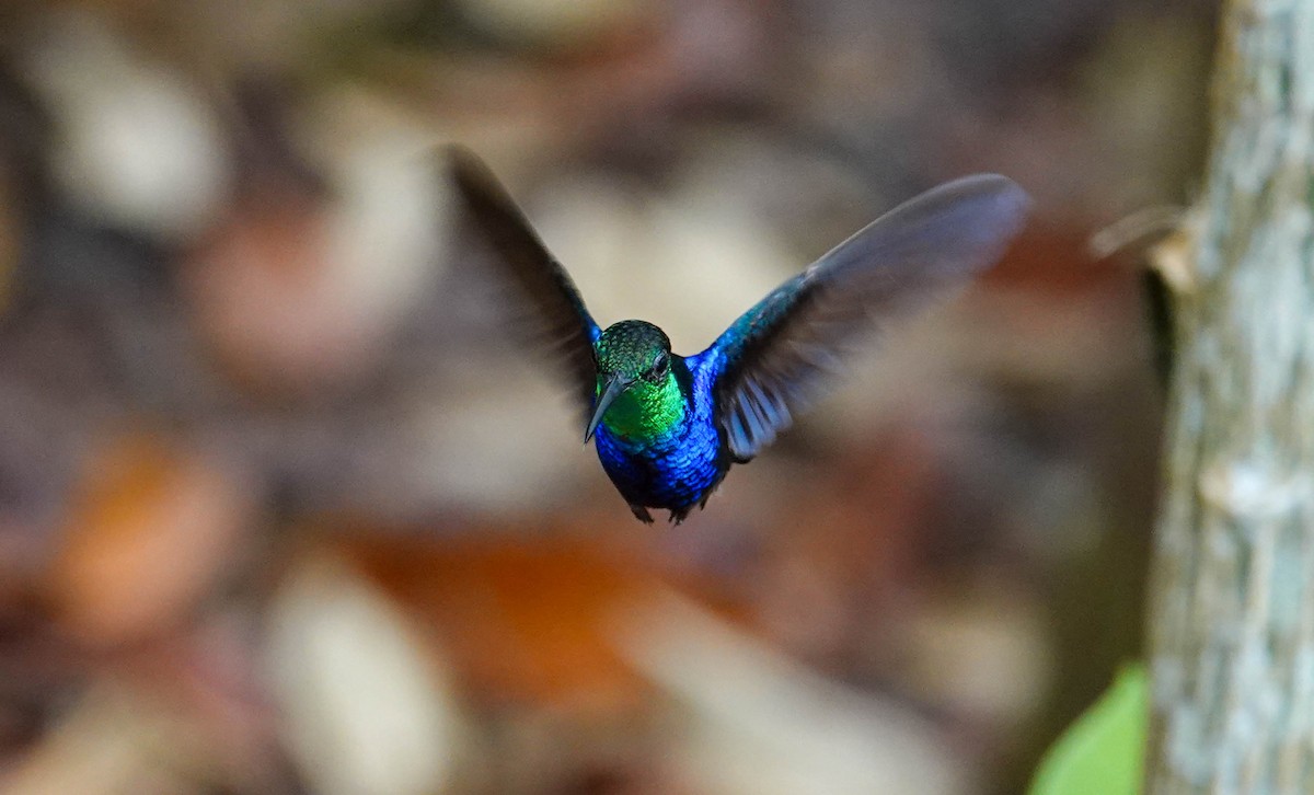 kolibřík nymfový - ML622166411