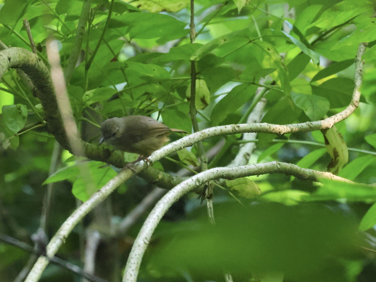 Abbott's Babbler - ML622166439