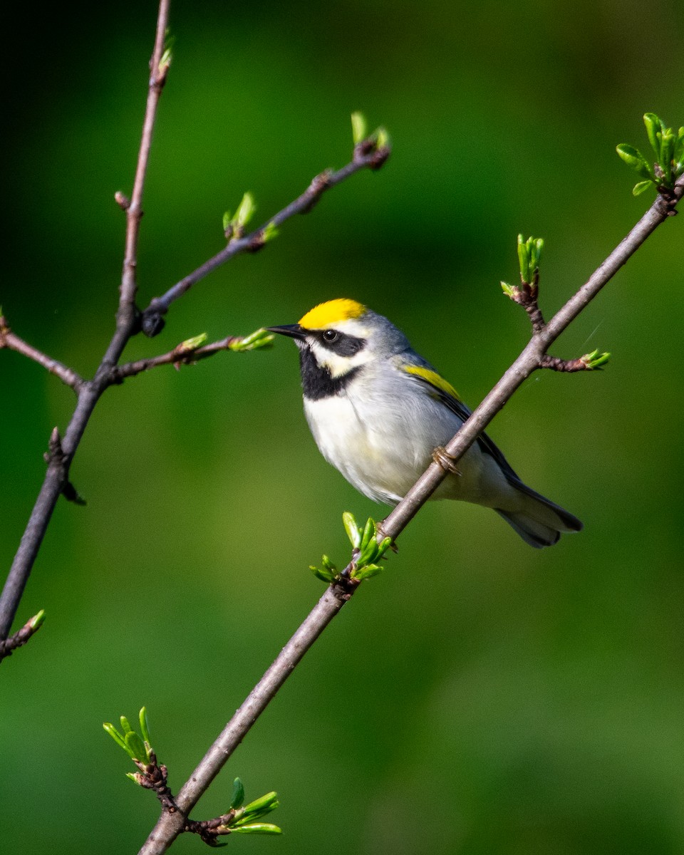 Golden-winged Warbler - ML622166453