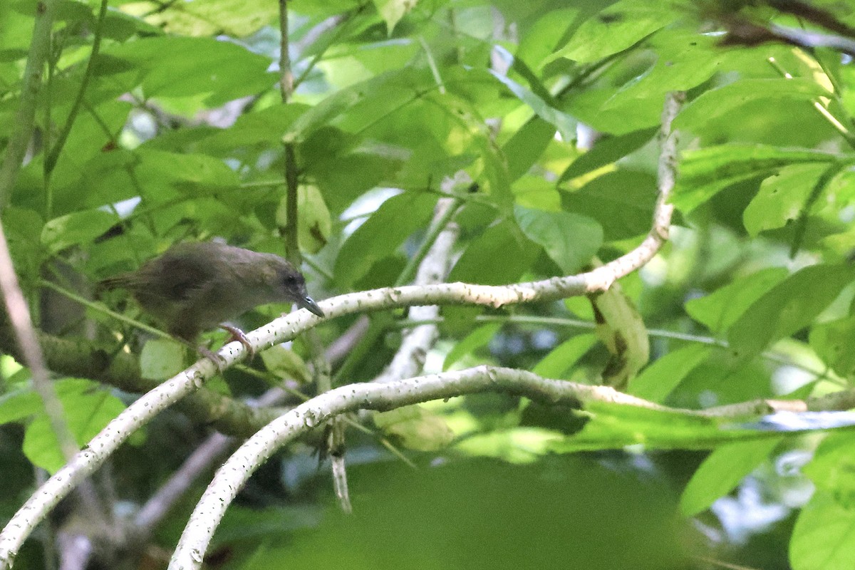 Abbott's Babbler - ML622166495