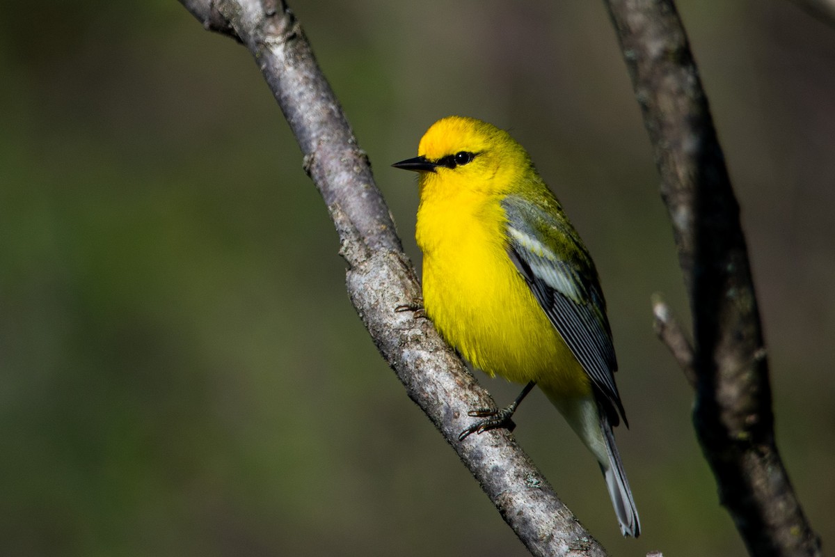 Blue-winged Warbler - ML622166497