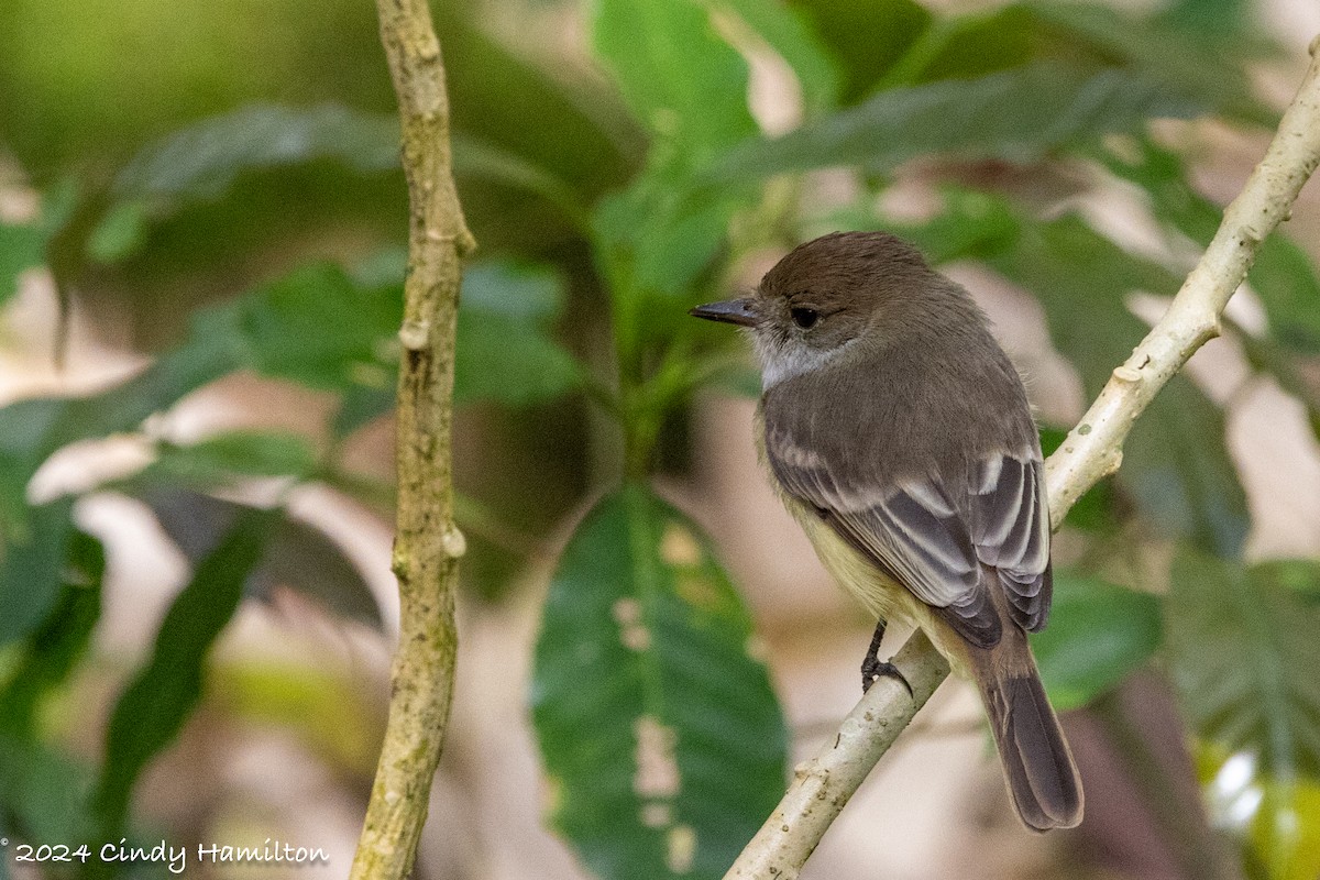 Galapagos Flycatcher - ML622166531