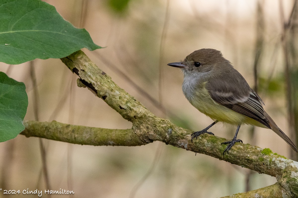 Galapagos Flycatcher - ML622166532