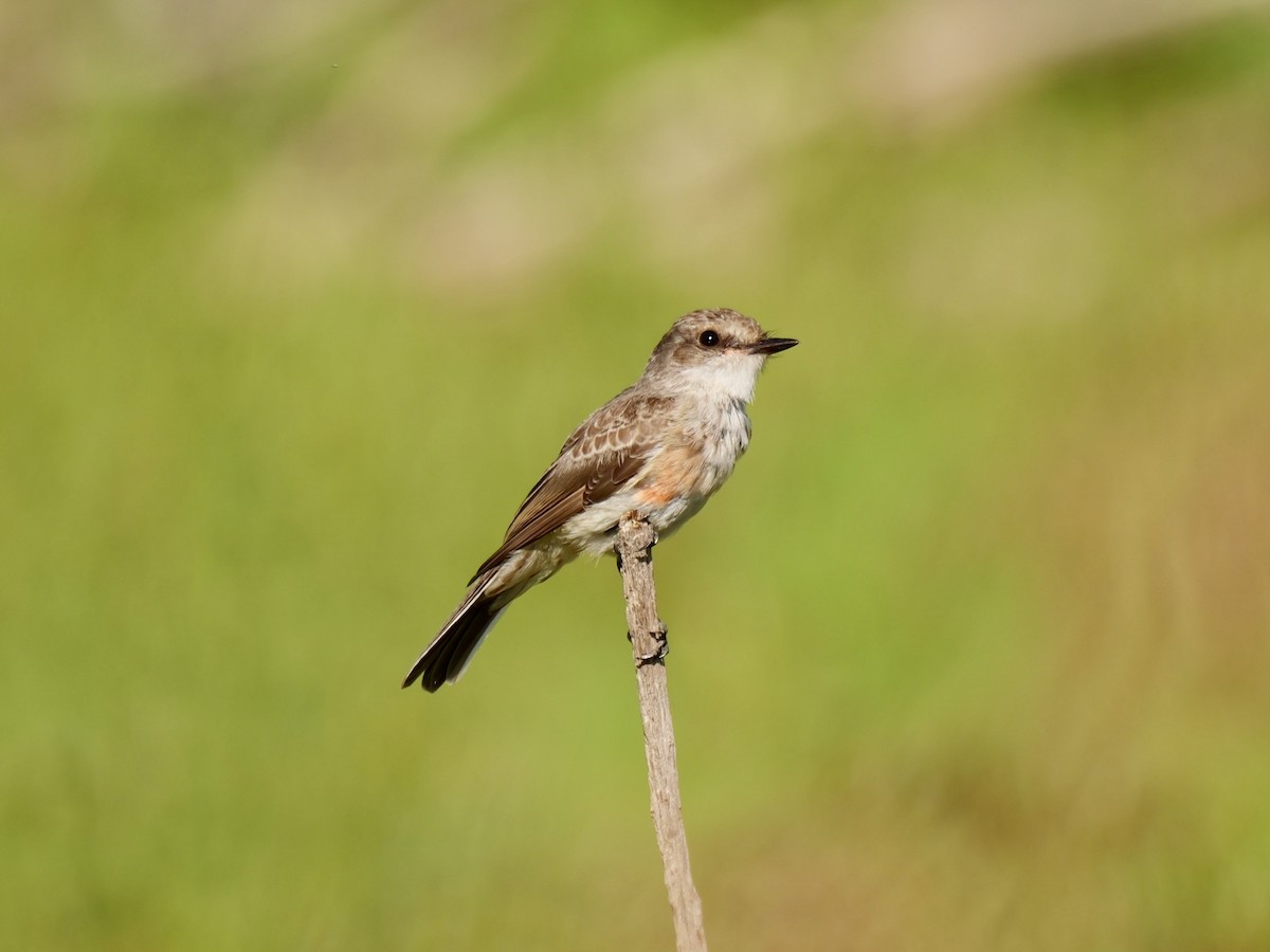 Mosquero Llanero - ML622166572