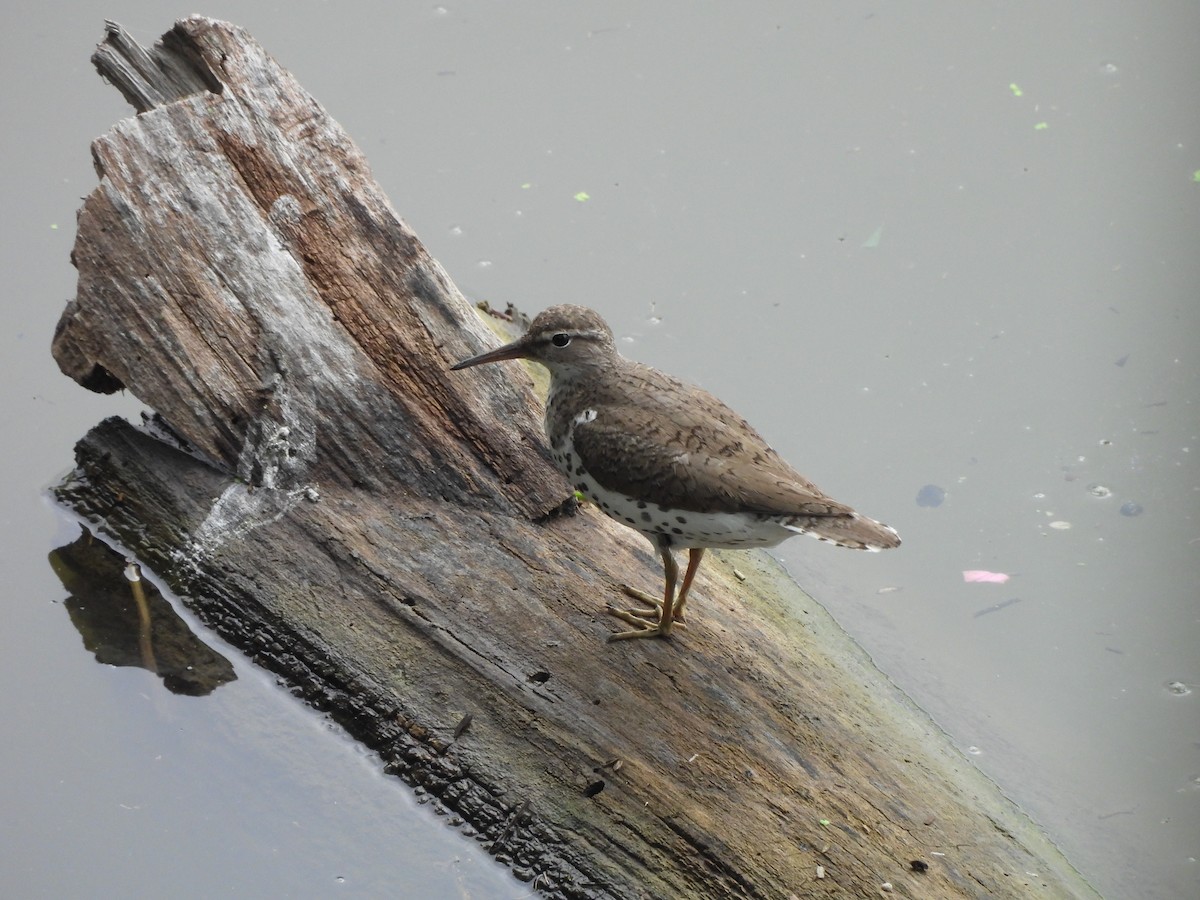 Spotted Sandpiper - Janine Steffan