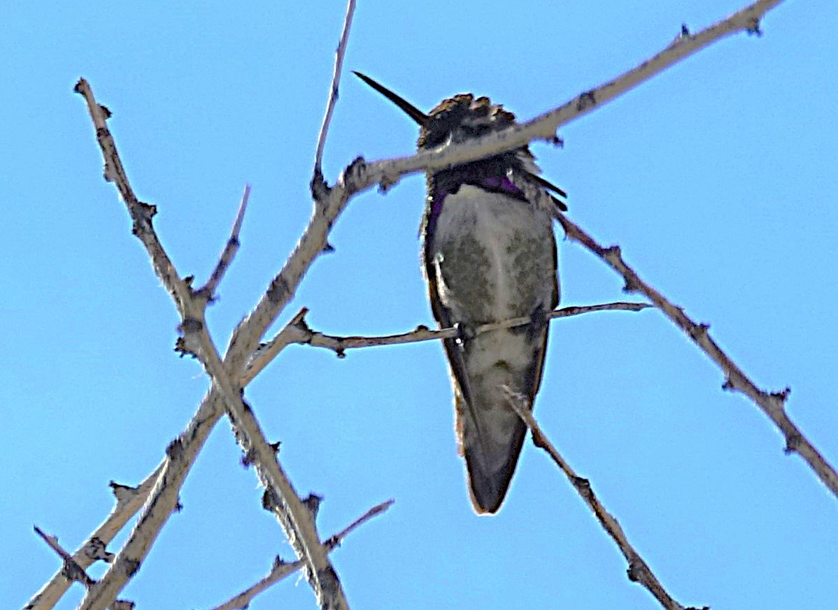 Colibri de Costa - ML622166582