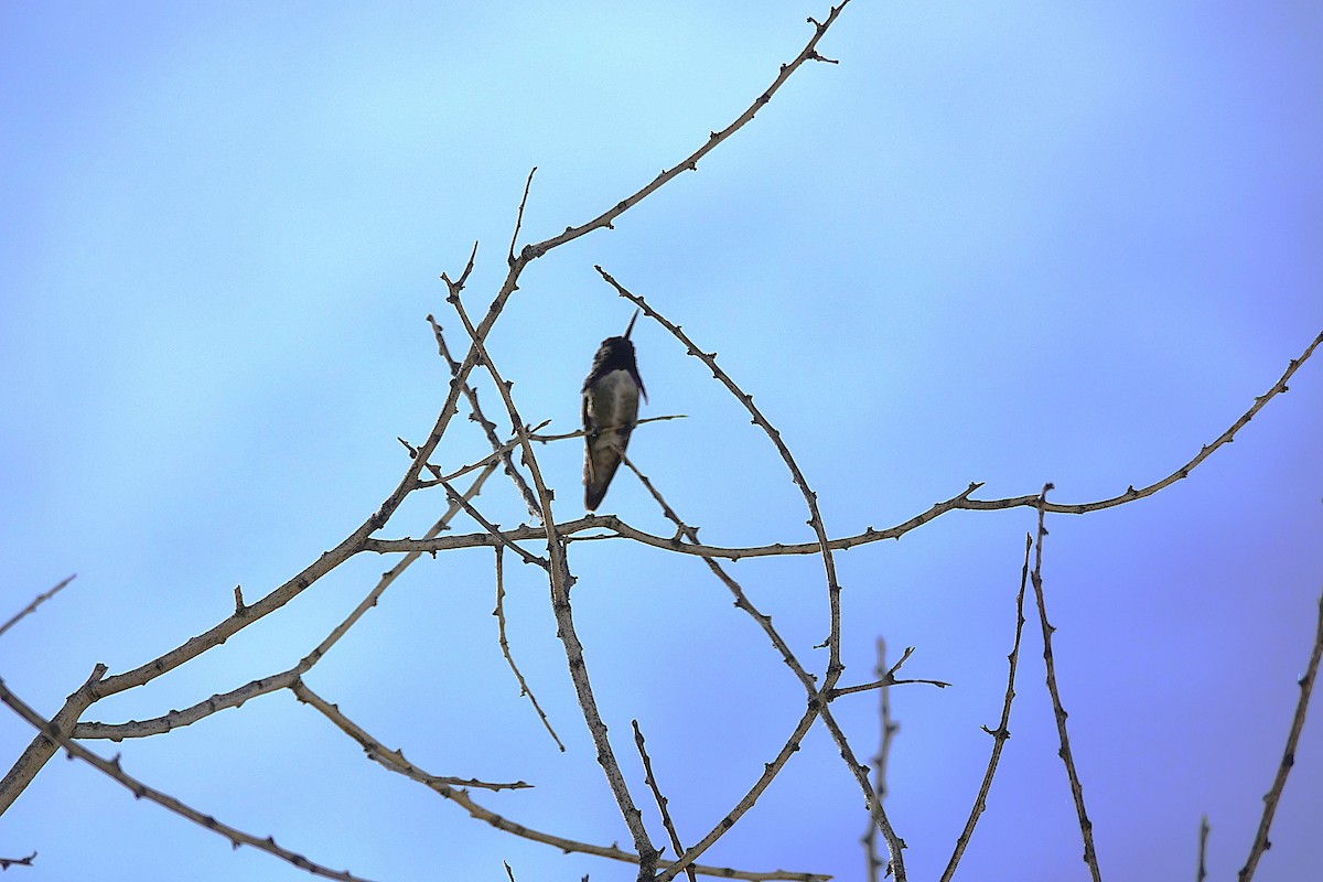 Colibri de Costa - ML622166583