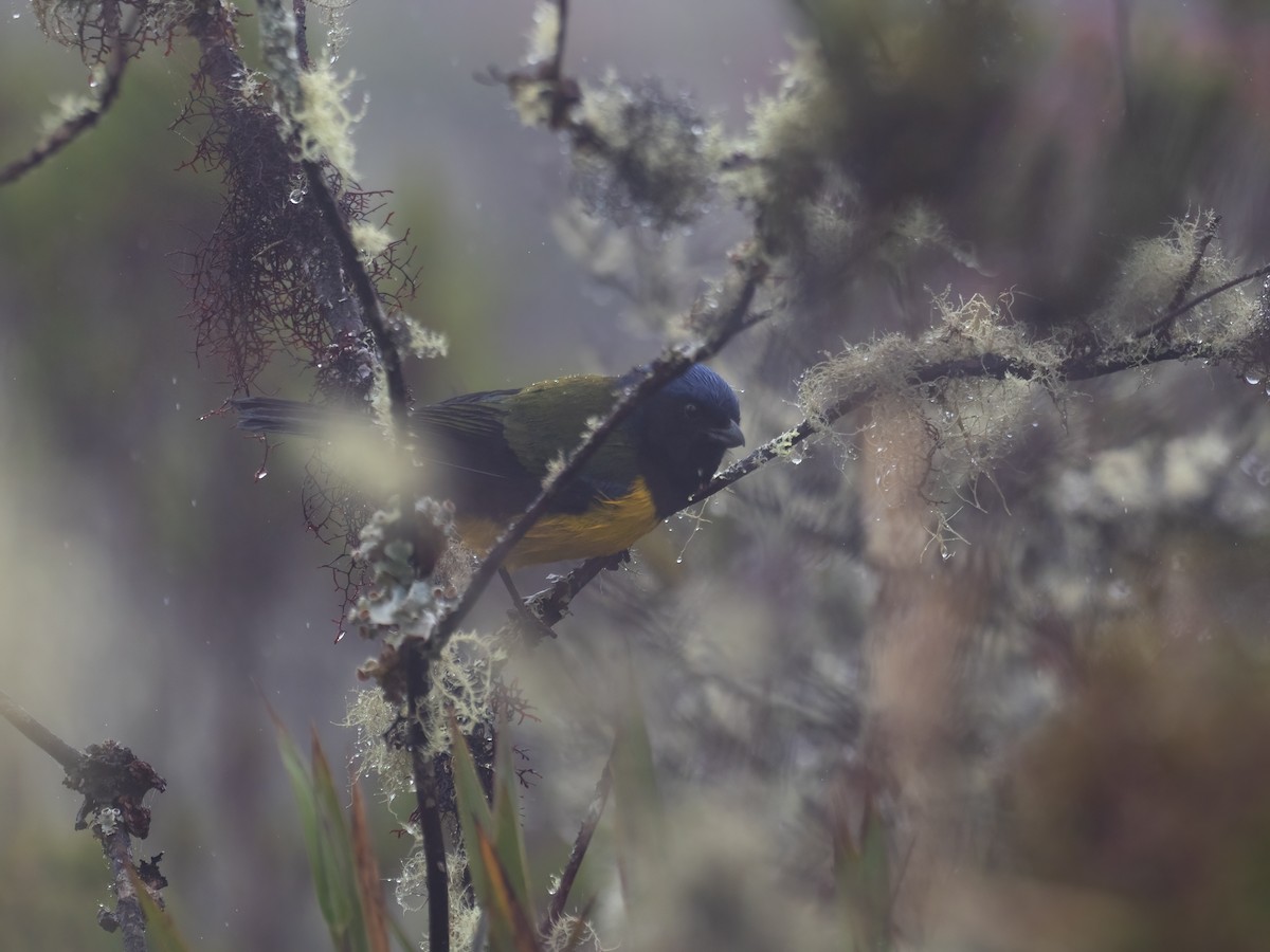 Black-chested Mountain Tanager - ML622166587