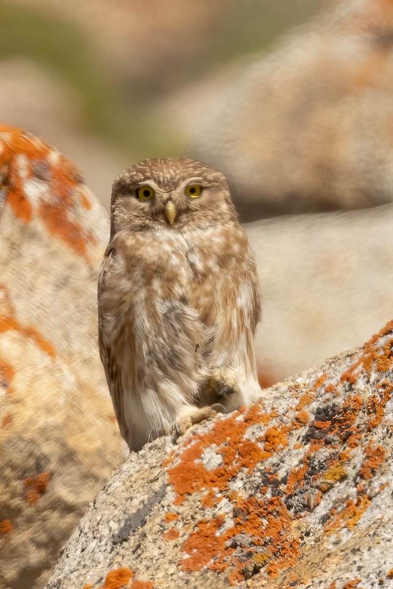 Little Owl - Neeraja V