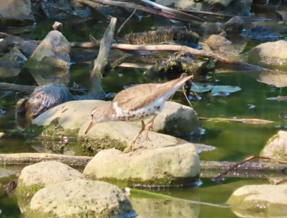 Spotted Sandpiper - Randy Shonkwiler