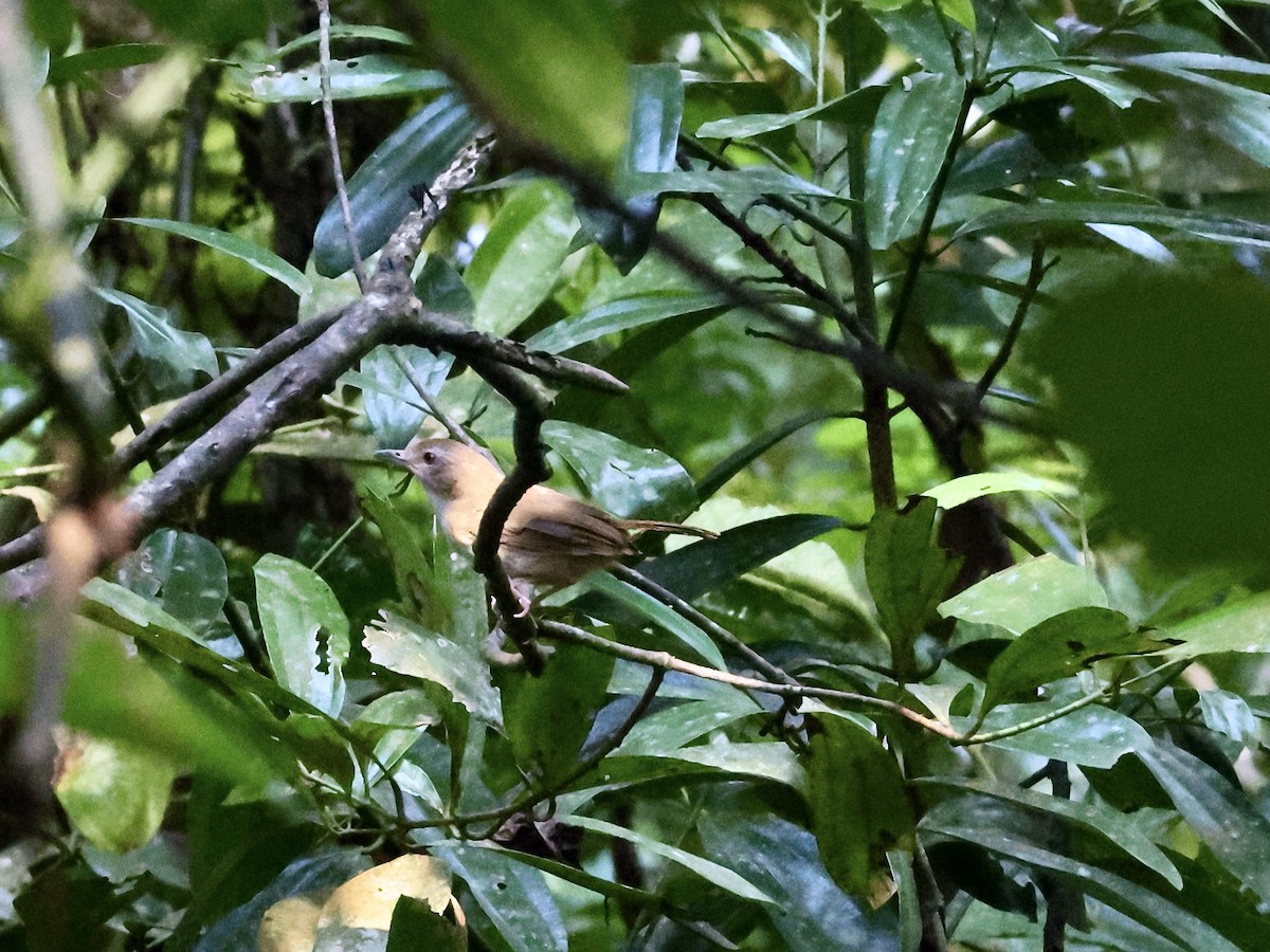 Abbott's Babbler - ML622166592