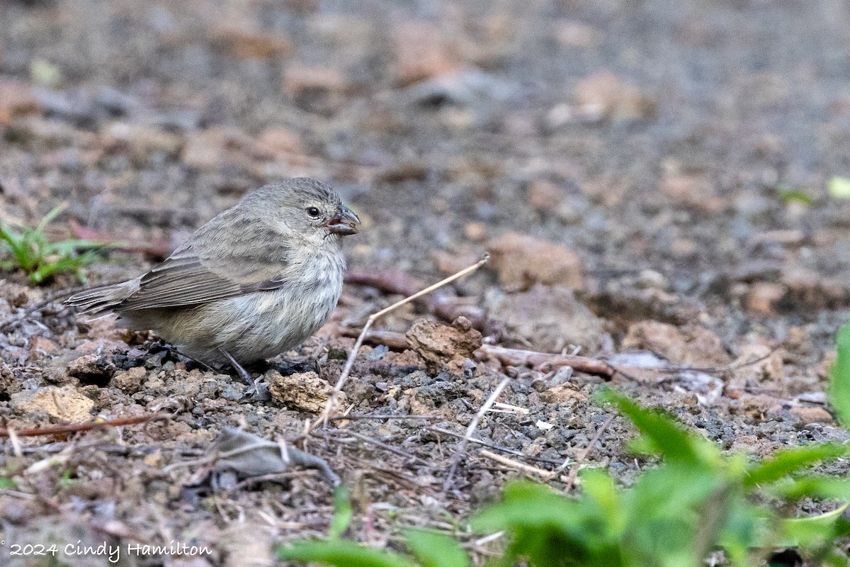 Small Tree-Finch - Cindy Hamilton