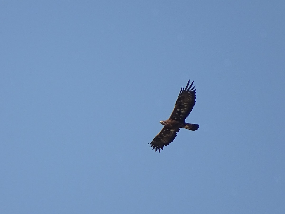 Águila Real - ML622166605