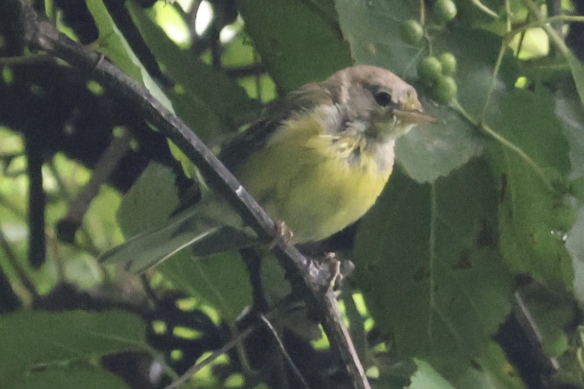 Pine Warbler - ML622166798