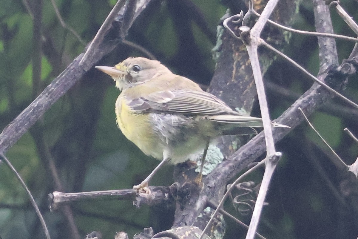 Pine Warbler - ML622166799