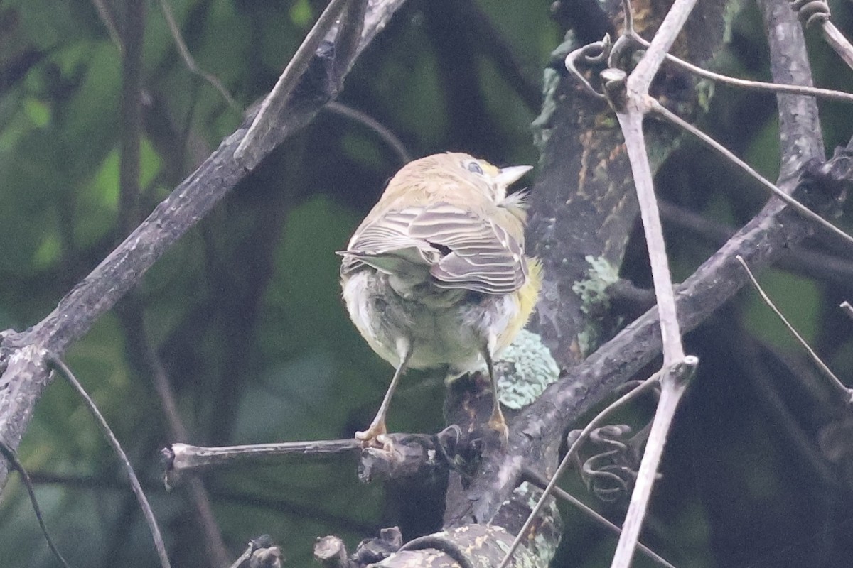 Pine Warbler - Forrest Wickman