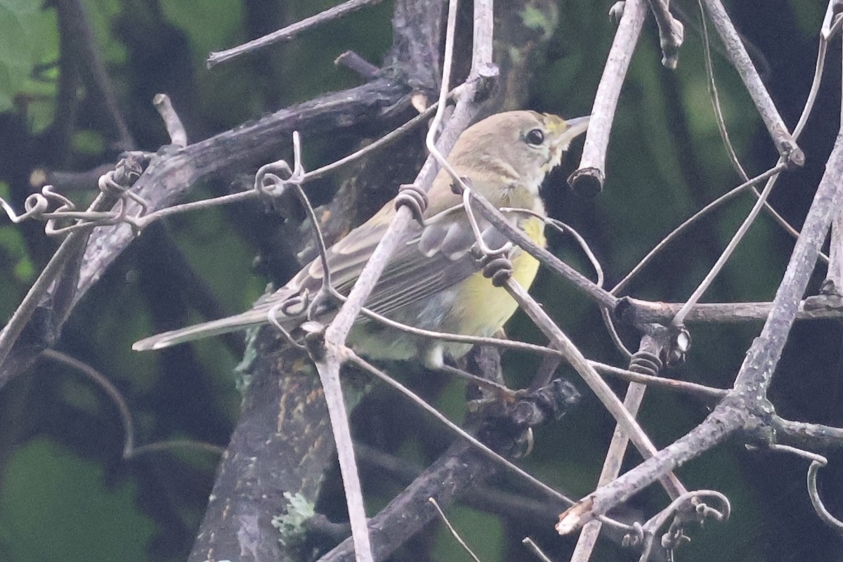 Pine Warbler - Forrest Wickman