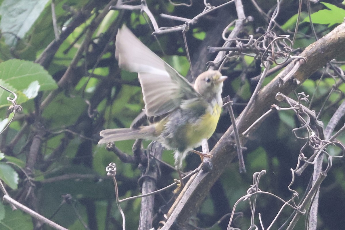 Pine Warbler - Forrest Wickman