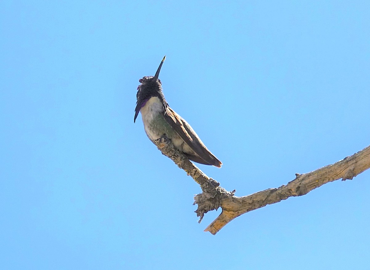 Colibri de Costa - ML622166829