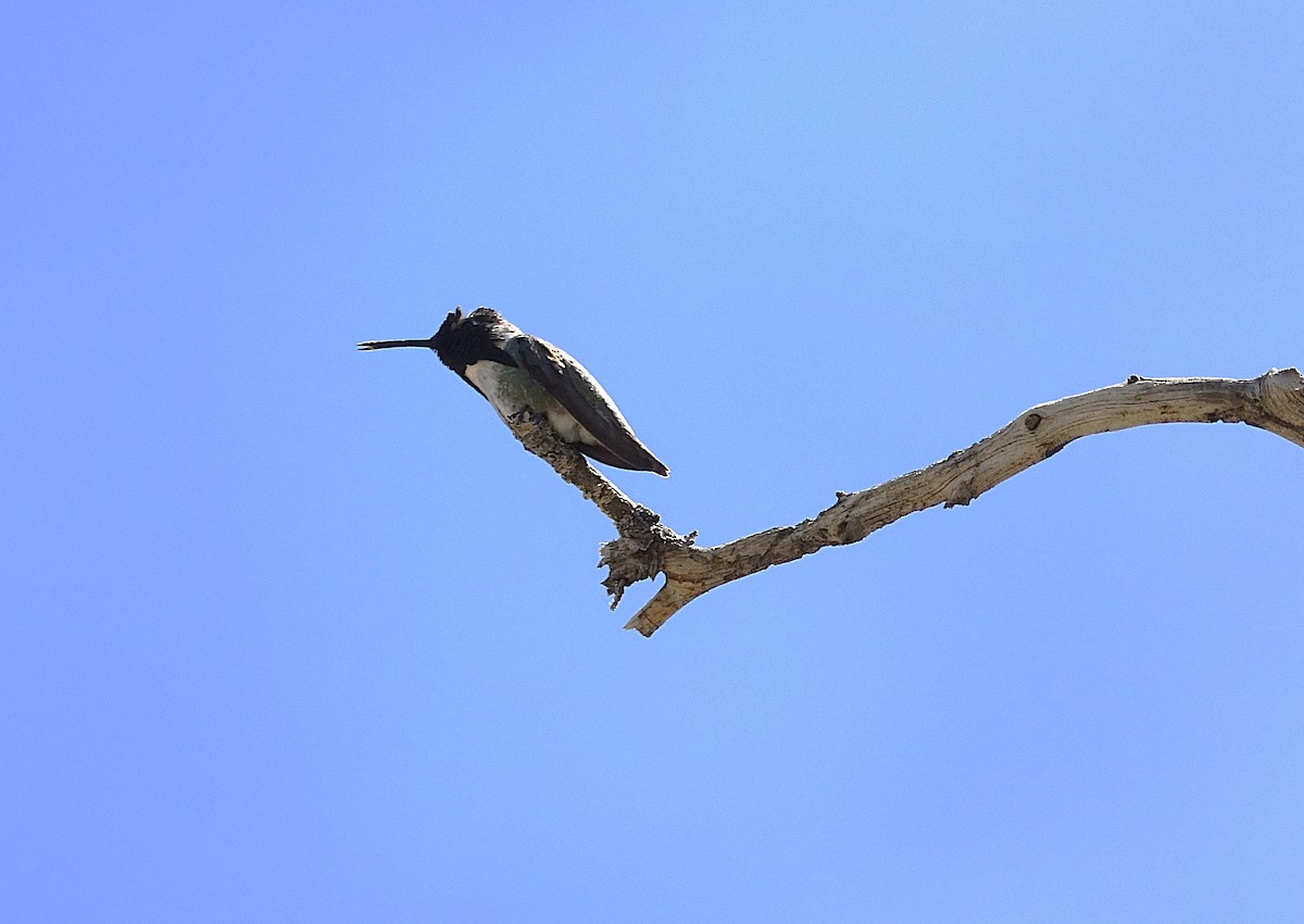 Colibri de Costa - ML622166830