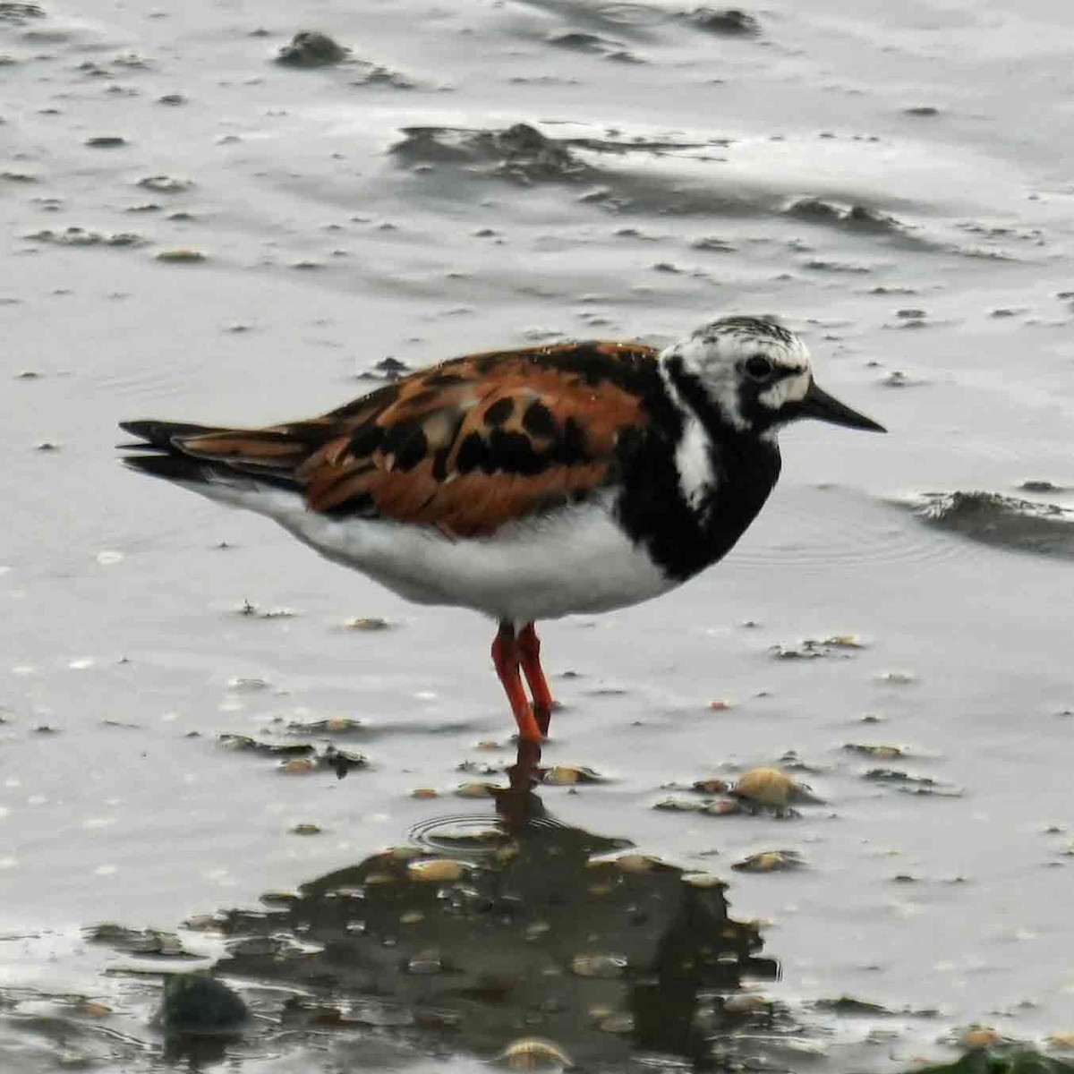 Ruddy Turnstone - ML622166892