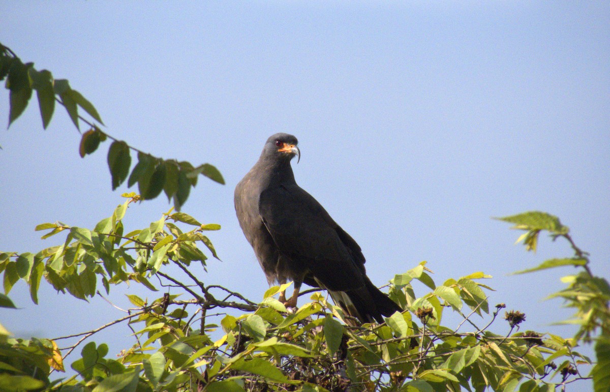 Snail Kite - ML622166933