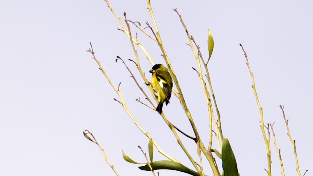 Andean Siskin - ML622166960