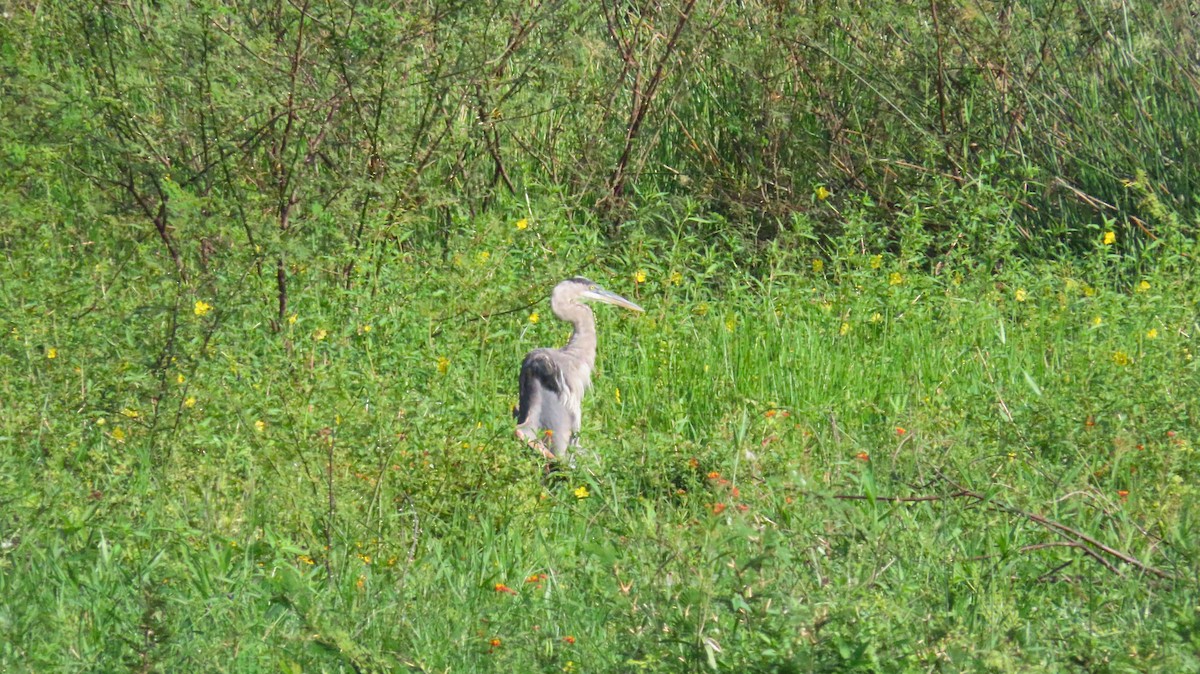 Great Blue Heron - ML622166978