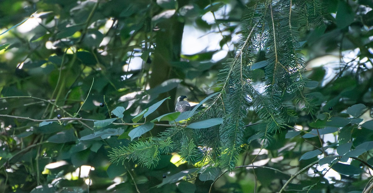 Coal Tit - ML622167005