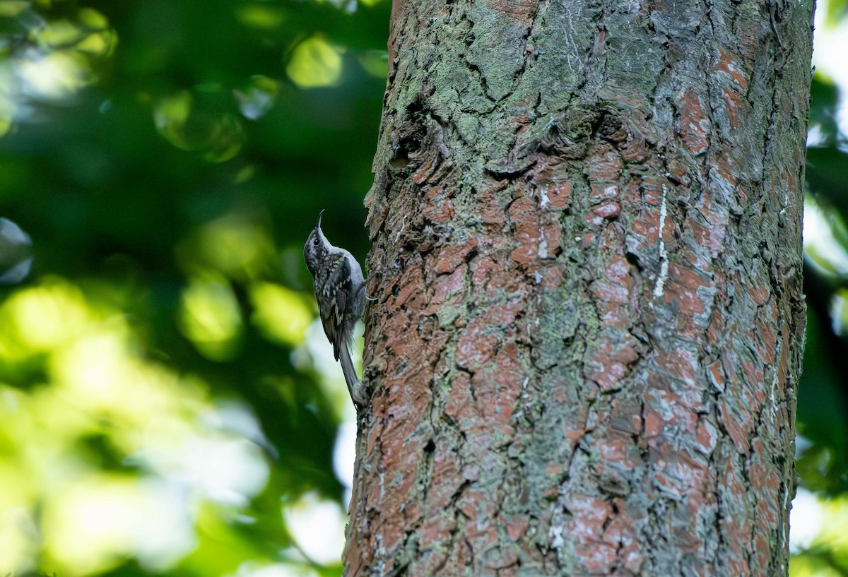 Eurasian Treecreeper - ML622167019