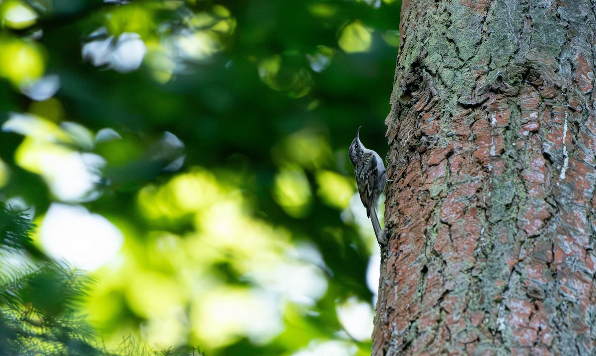 Eurasian Treecreeper - ML622167028