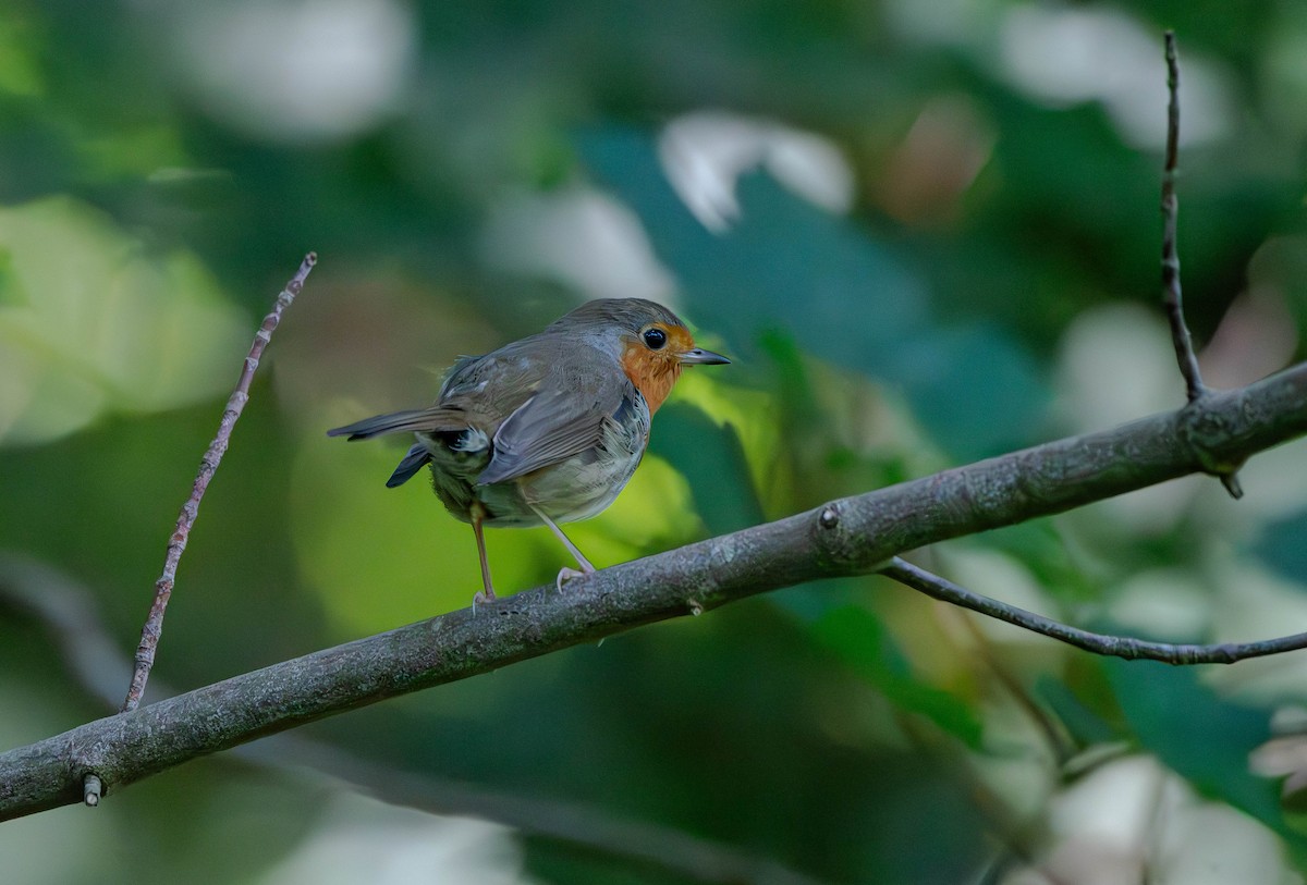 European Robin - ML622167034