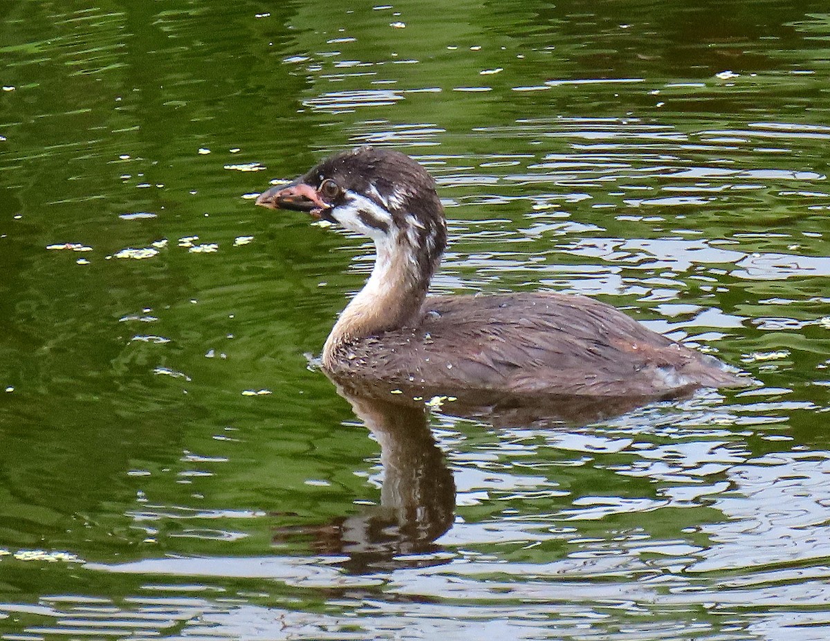 Pied-billed Grebe - ML622167075