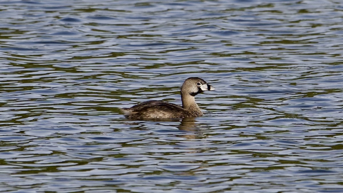 Pied-billed Grebe - ML622167123