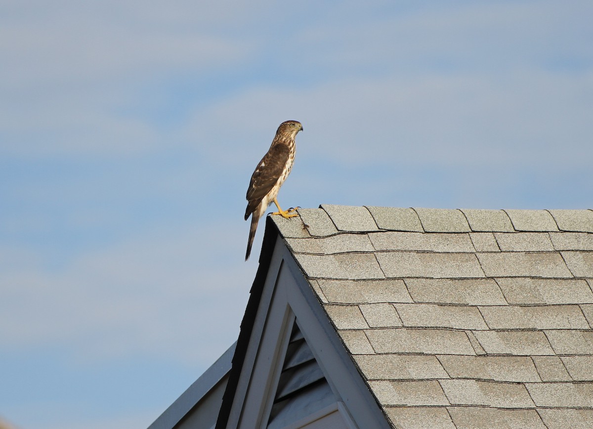 Cooper's Hawk - ML622167242