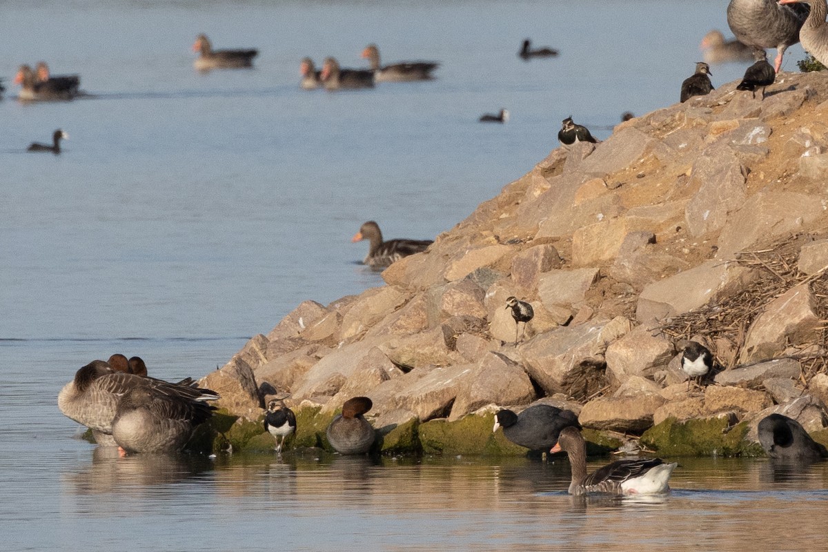 Pacific Golden-Plover - ML622167246