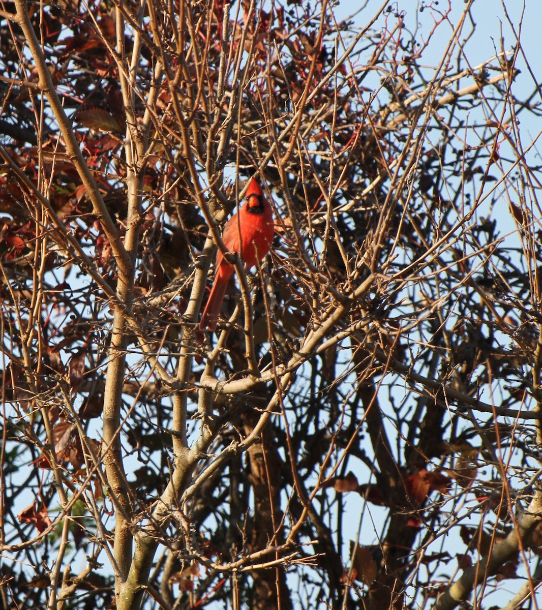 Northern Cardinal - ML622167251