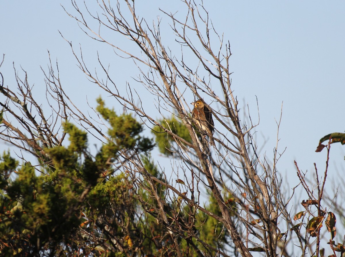 Dickcissel - ML622167261