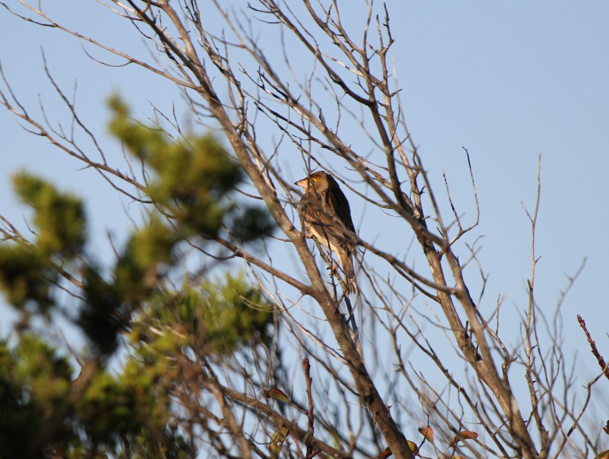 Dickcissel - ML622167262