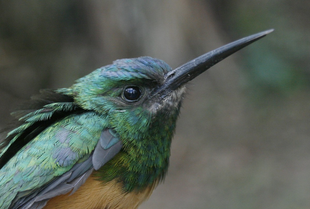 Bluish-fronted Jacamar - ML62216731