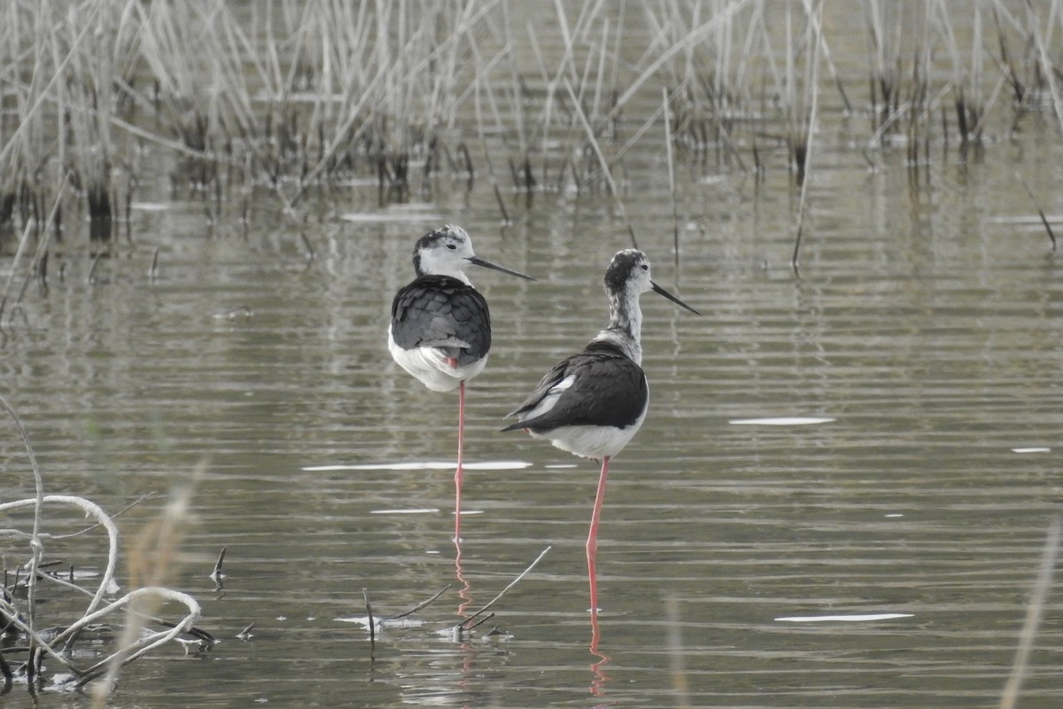 Black-winged Stilt - ML622167318