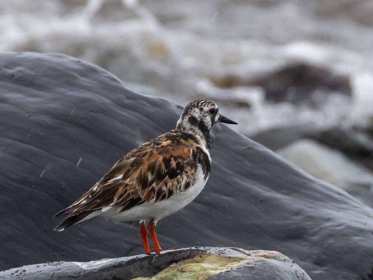 Ruddy Turnstone - ML622167335