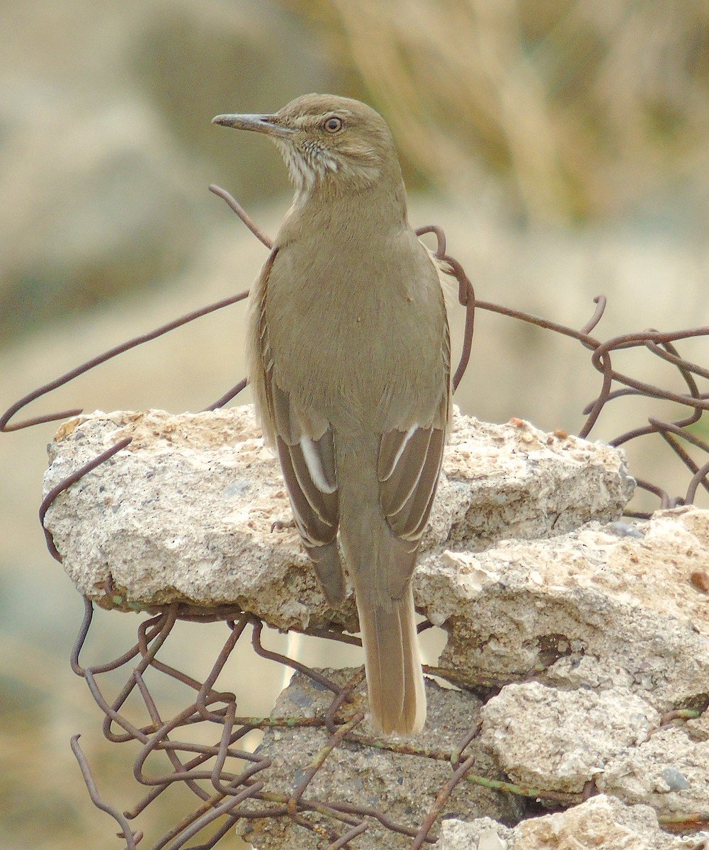 Black-billed Shrike-Tyrant - ML622167385