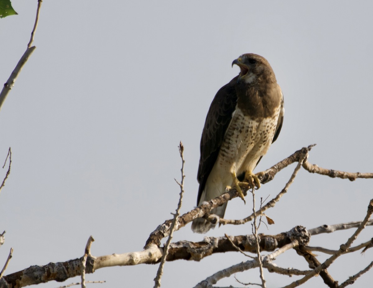 Swainson's Hawk - John Arthur