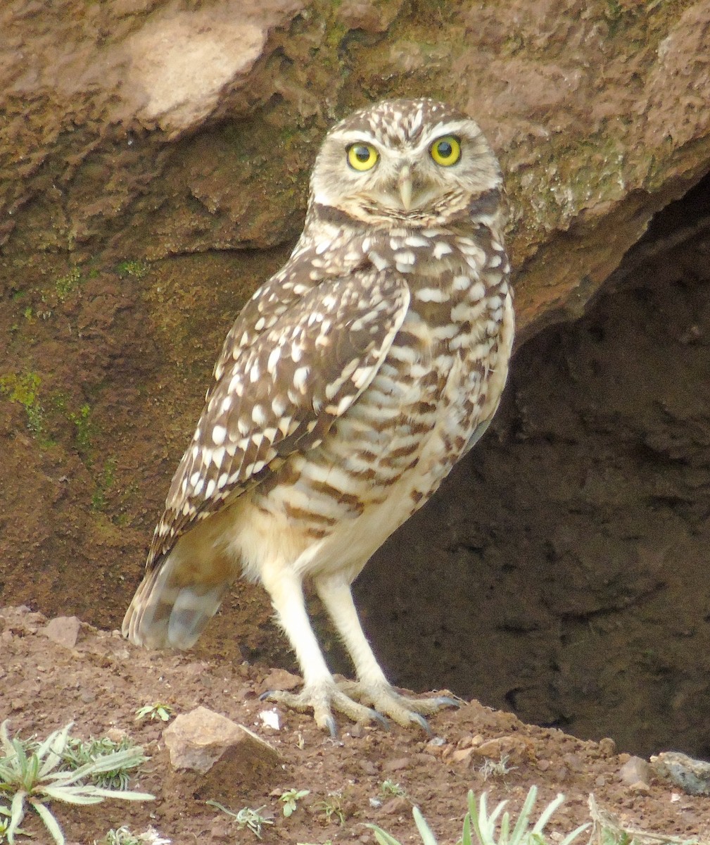 Burrowing Owl - ML622167398