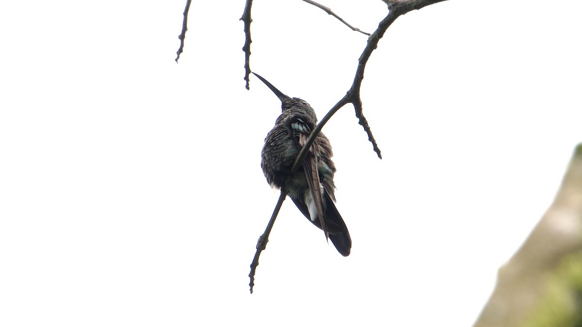 Crowned Woodnymph (Colombian Violet-crowned) - David Theobald